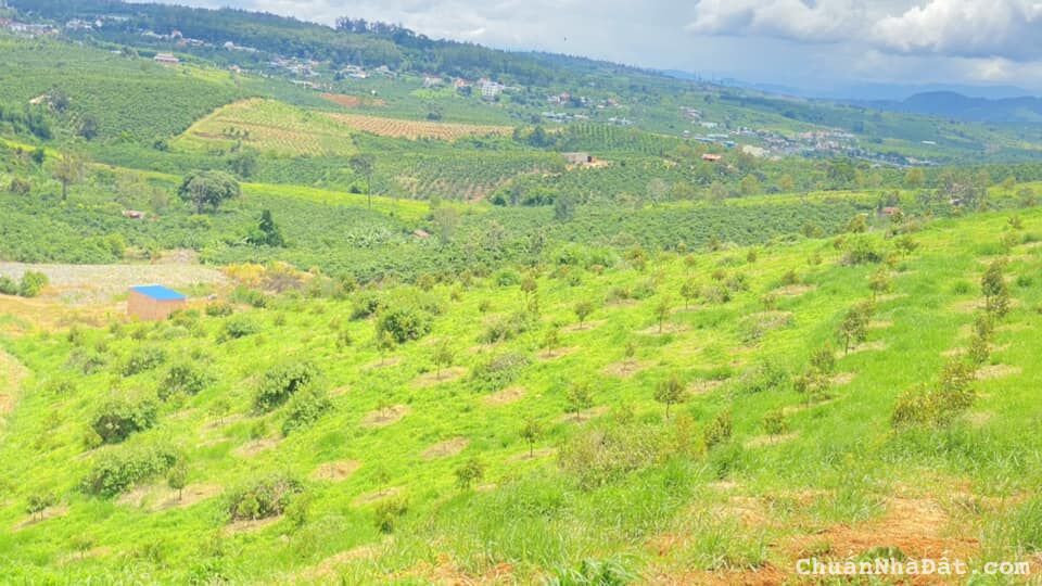 Bán 2,2 ha toàn bộ sầu riêng hiệp thuận ninh gia đức trọng