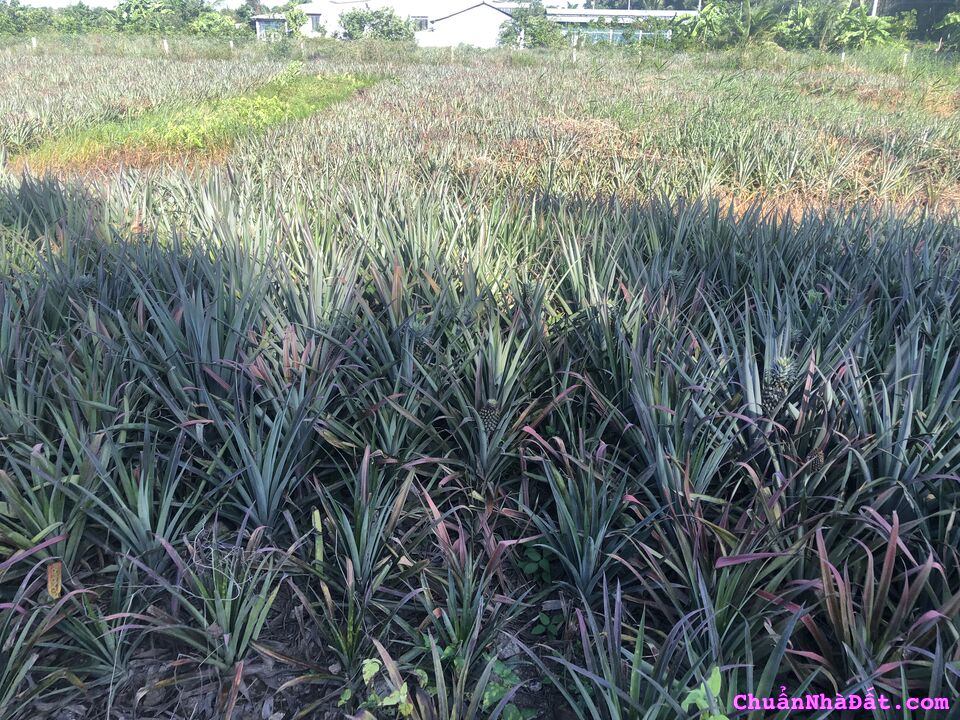 Đất mặt tiền Huyện Lộ 41, Ấp Mỹ Thuận, Thạnh Mỹ, Tân Phước, Tiền Giang Đất mặt tiền Huyện Lộ 41, Ấp Mỹ Thuận, Thạnh Mỹ, Tân Phước, Tiền Giang