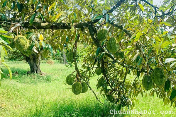 SIÊU PHẨM ĐẤT TRÒNG CÂY LÂU NĂM BÌNH PHƯỚC SIÊU PHẨM ĐẤT TRÒNG CÂY LÂU NĂM BÌNH PHƯỚC