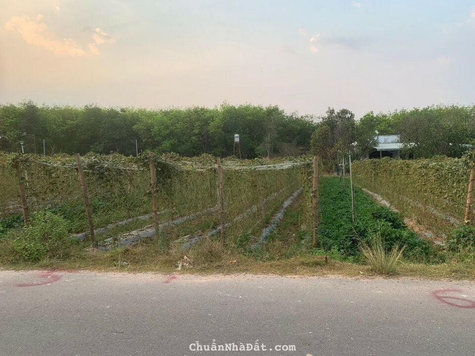 NGỘP NGỘP!!! SIÊU PHẨM ĐẤT BÌNH DƯƠNG GIÁ RẺ ĐÃ CẬP BẾN