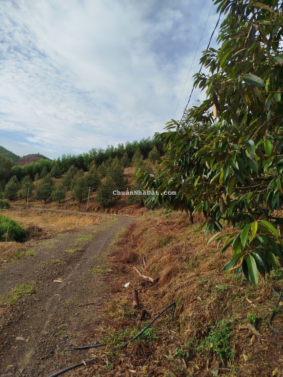 cần bán đất sầu riêng 