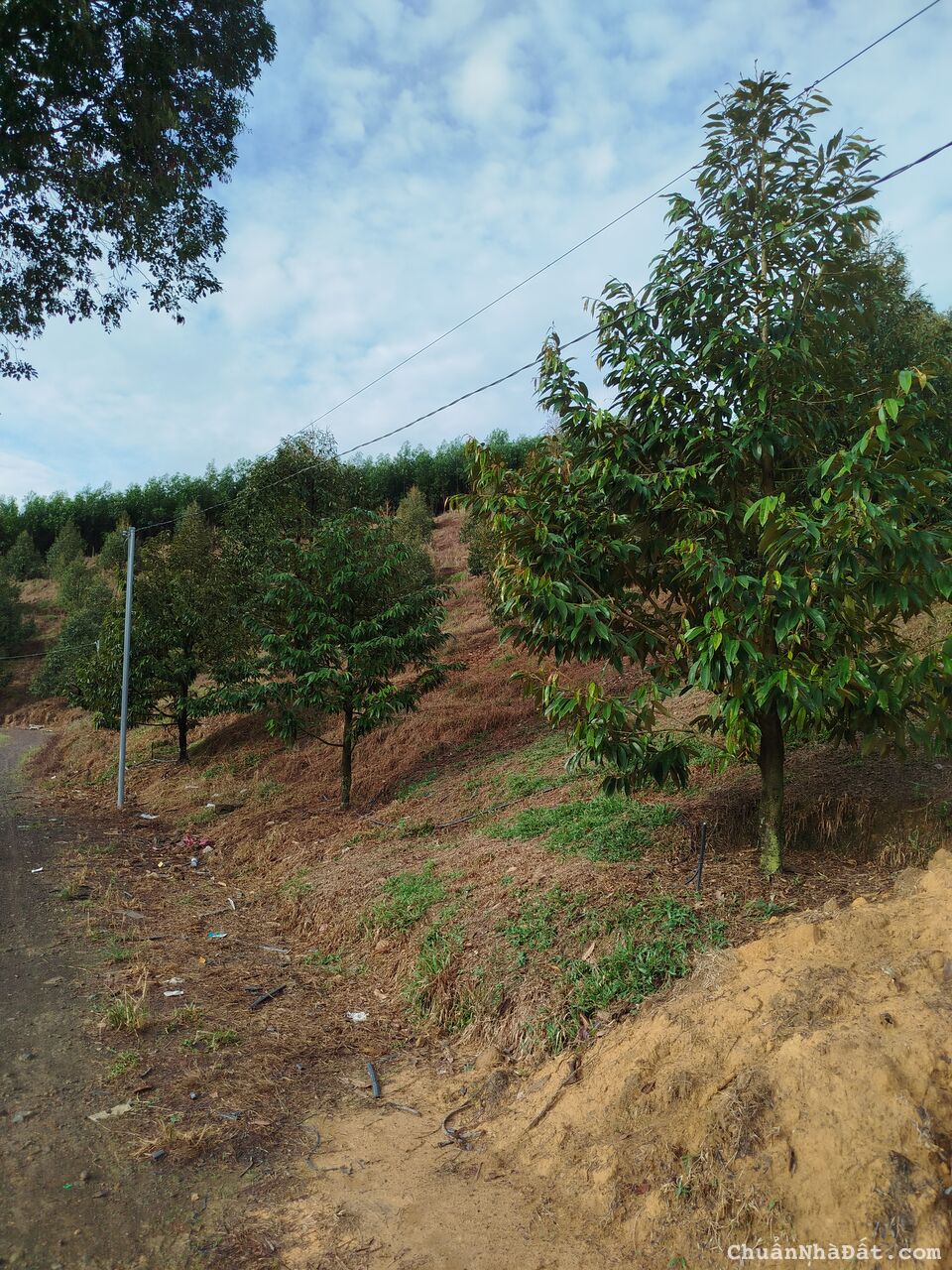 cần bán đất sầu riêng 
