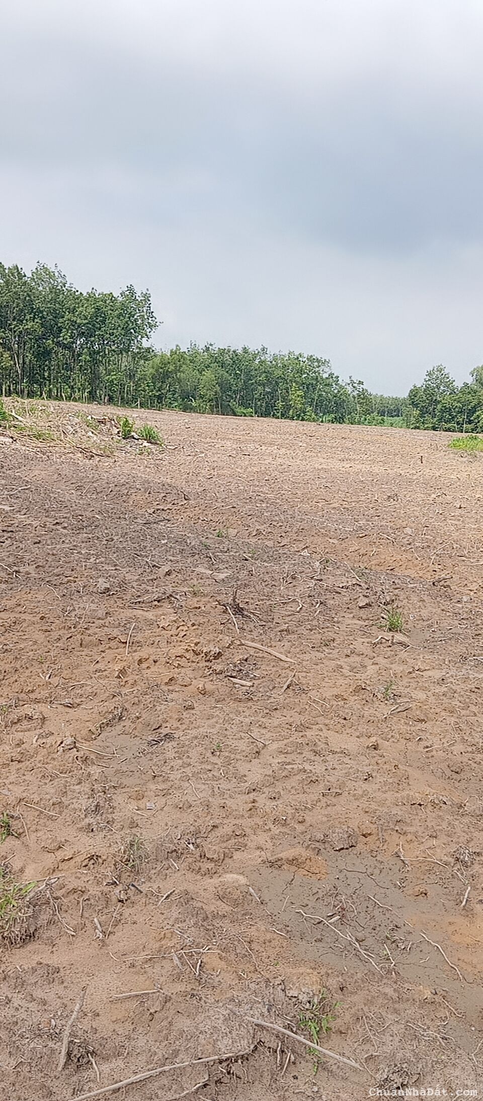 9 mẫu 3 với 6m đường đi giá 30 tỷ thương lượng 