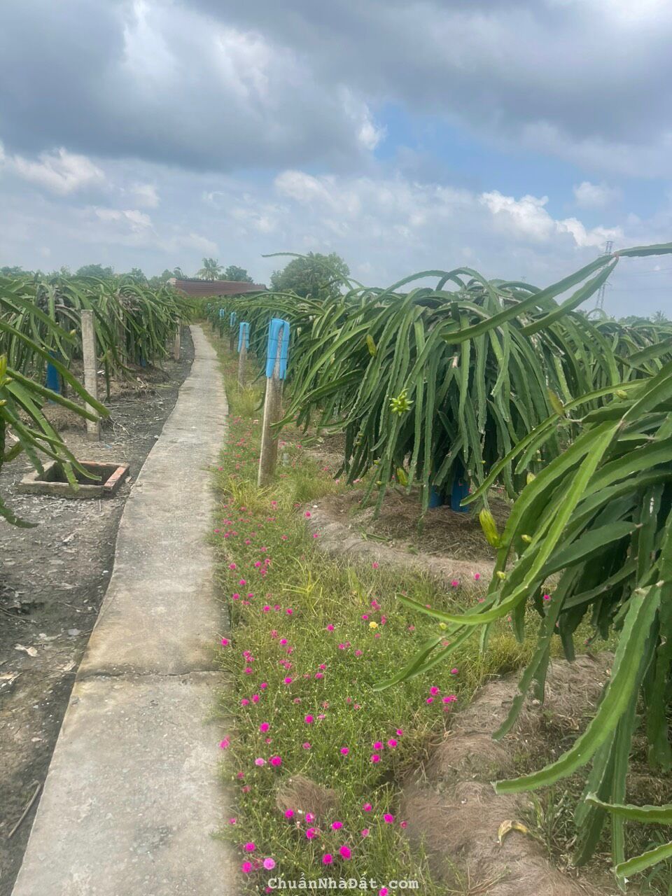 Cần bán đất lúa xã An Vĩnh Ngãi, TP Tân An 