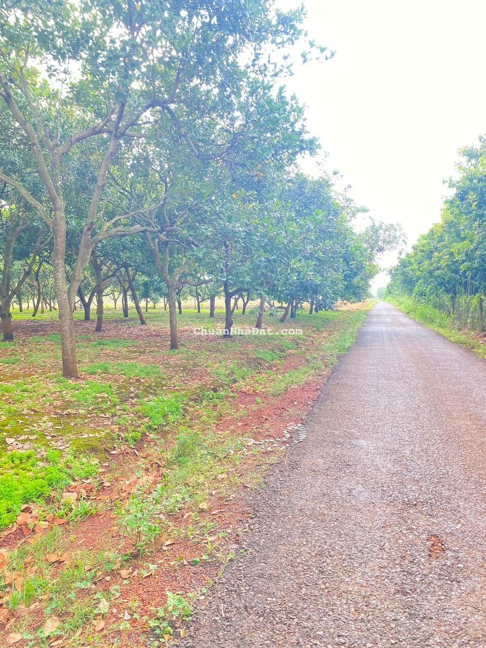 Chủ NGỘP NGÂN HÀNG gửi bán gấp VƯỜN ĐIỀU, giá bèo 379/1009m2, MT đường nhựa 10m