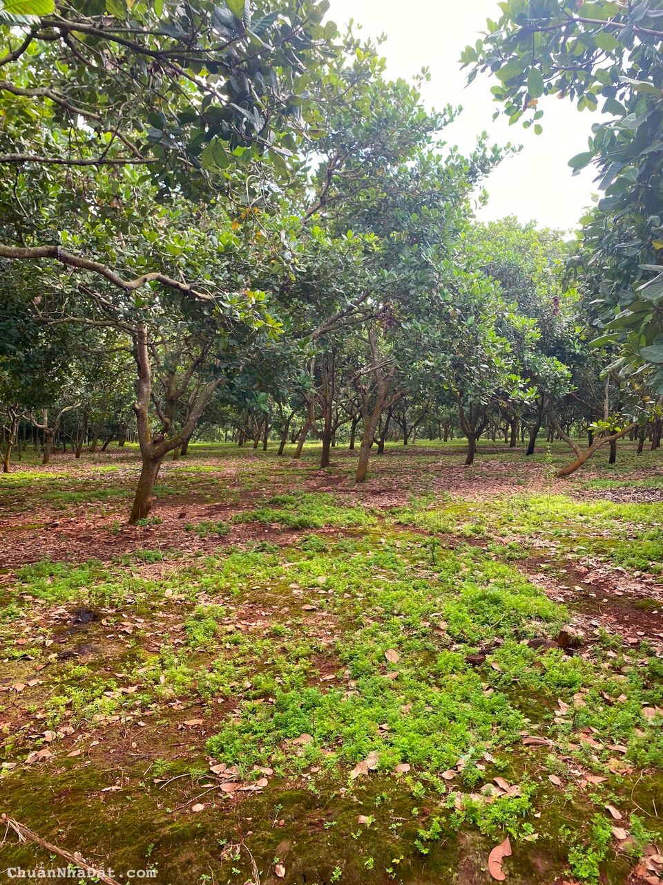 Chủ NGỘP NGÂN HÀNG gửi bán gấp VƯỜN ĐIỀU, giá bèo 379/1009m2, MT đường nhựa 10m