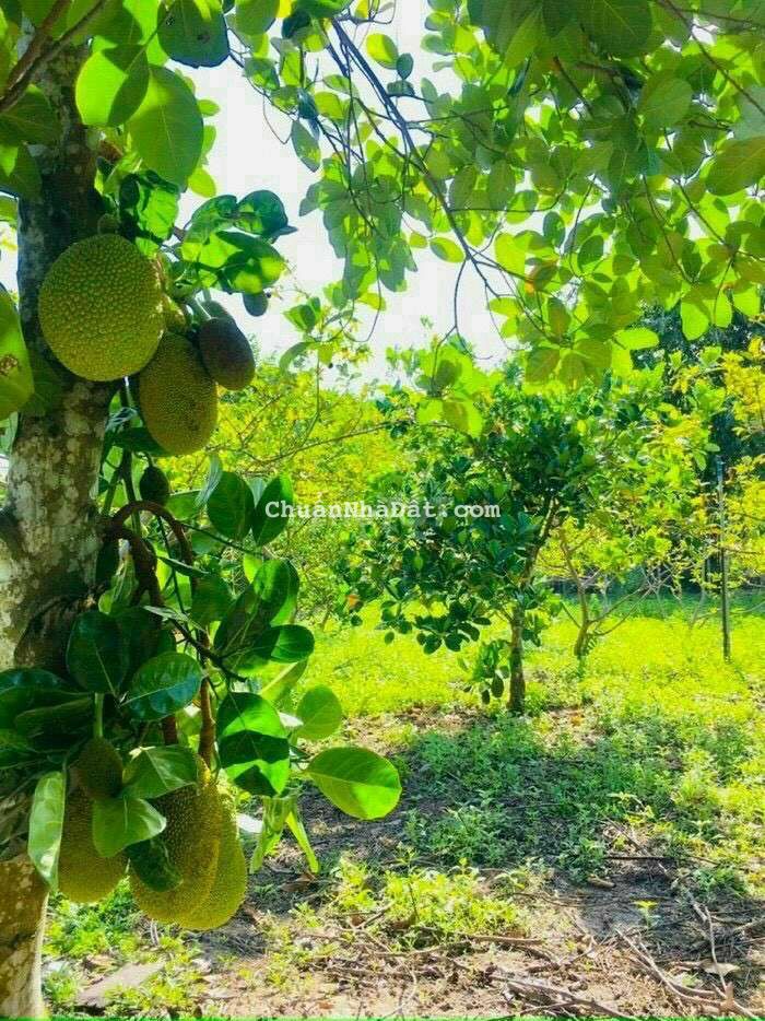 Bán 11 Phòng Trọ (6×31) giá 1,5 tỷ ngay KCN THUẬN ĐẠO