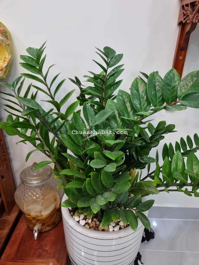 🛜B ÁN NHÀ SHR MẶT TIỀN ĐƯỜNG 6m, BÀ ĐIỂM,ẤP TRUNG LÂN