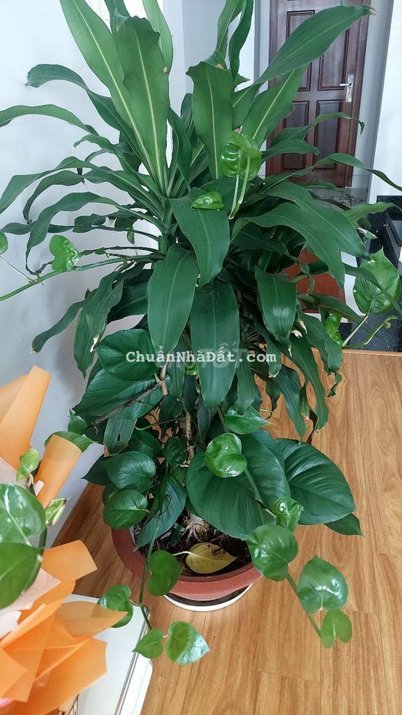 Mặt tiền vị trí kinh doanh buôn bán sầm uất Mặt tiền vị trí kinh doanh buôn bán sầm uất