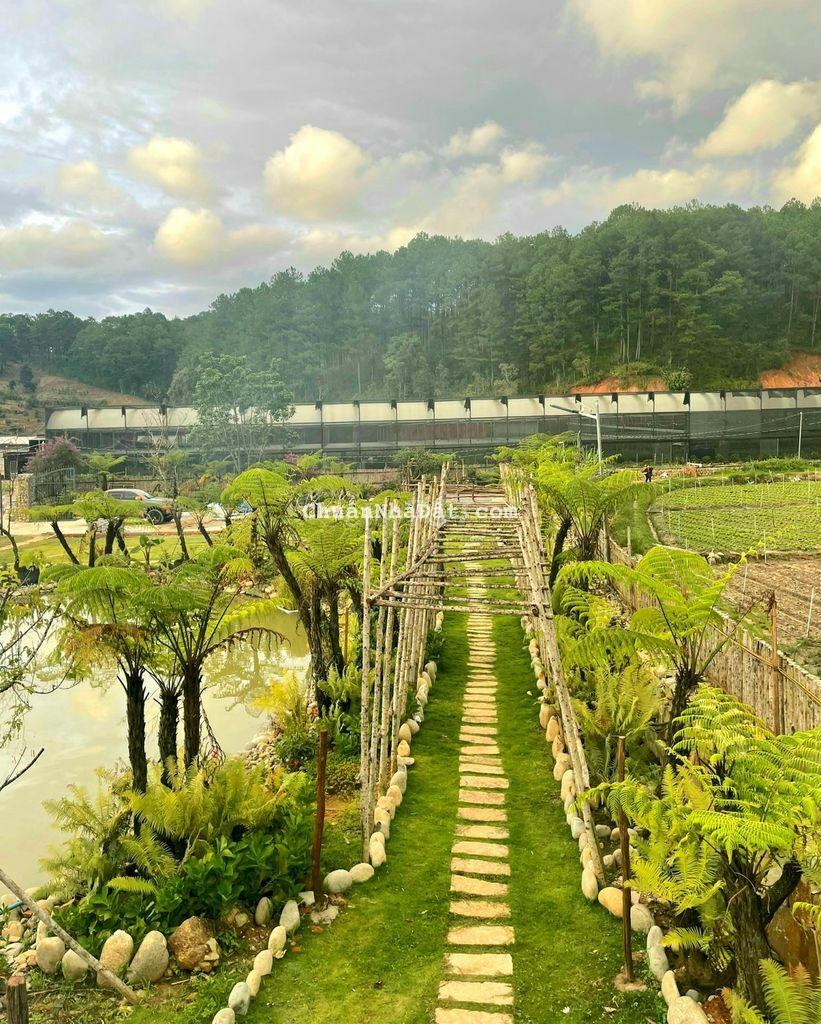 Bán homestay sân vườn view đẹp giữa rừng thông, sổ riêng 1910m
