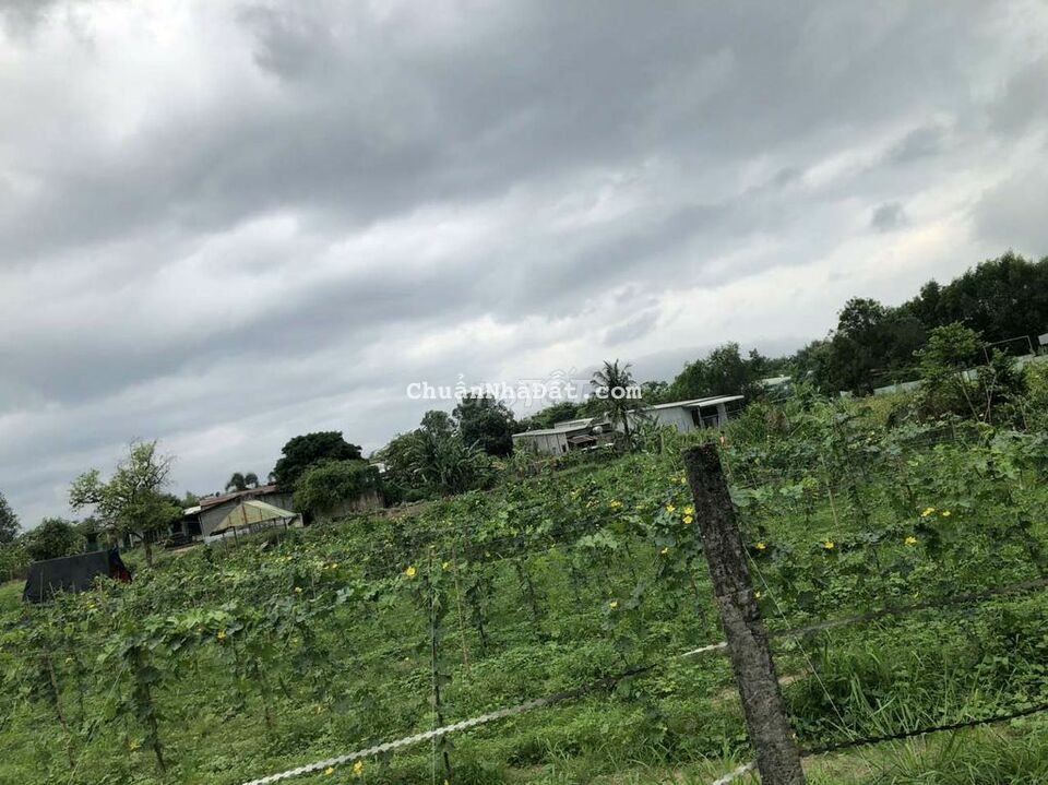 Đất TMDV chủ kẹt tại Phước Tân . Biên Hòa