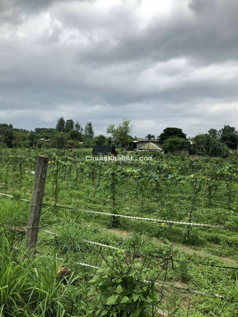 Đất TMDV chủ kẹt tại Phước Tân . Biên Hòa