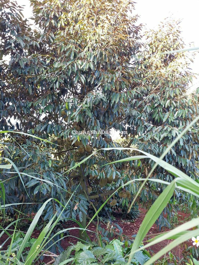 BÁN VƯỜN CÂY TRÁI P. ĐOÀN KẾT TX BUÔN HỒ. 1.6HA. 300TR/SÀO. SỔ SẴN CC