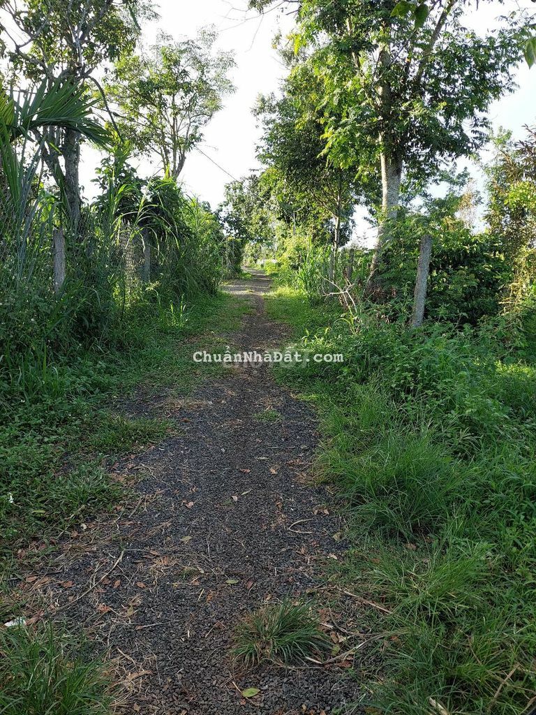 BÁN VƯỜN CÂY TRÁI P. ĐOÀN KẾT TX BUÔN HỒ. 1.6HA. 300TR/SÀO. SỔ SẴN CC