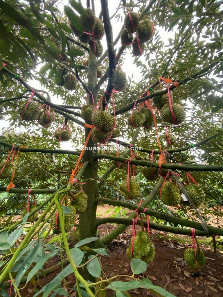 CẦN BÁN 2 HA SẦU RIÊNG P. BÌNH TÂN - TX BUÔN HỒ