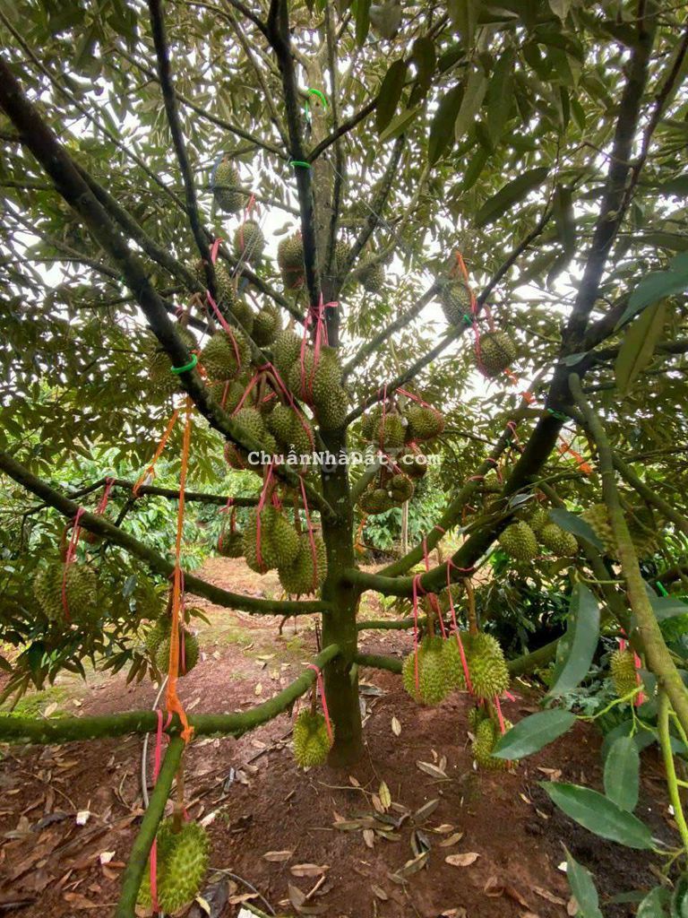 CẦN BÁN 2 HA SẦU RIÊNG P. BÌNH TÂN - TX BUÔN HỒ