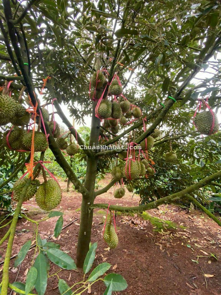 CẦN BÁN 2 HA SẦU RIÊNG P. BÌNH TÂN - TX BUÔN HỒ