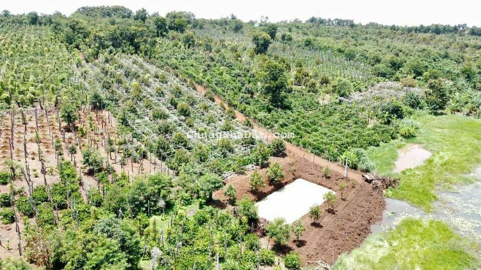 BÁN 4 SÀO TRỒNG KÍN SẦU RIÊNG - P.THỐNG NHẤT - TX BUÔN HỒ