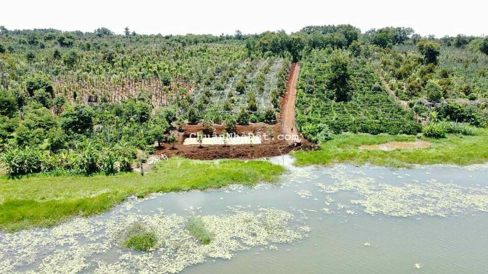 BÁN 4 SÀO TRỒNG KÍN SẦU RIÊNG - P.THỐNG NHẤT - TX BUÔN HỒ