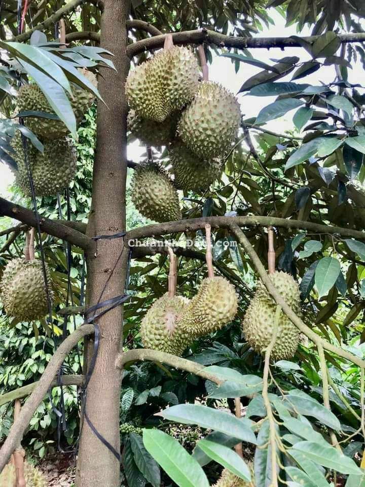 BÁN 4 SÀO TRỒNG KÍN SẦU RIÊNG - P.THỐNG NHẤT - TX BUÔN HỒ