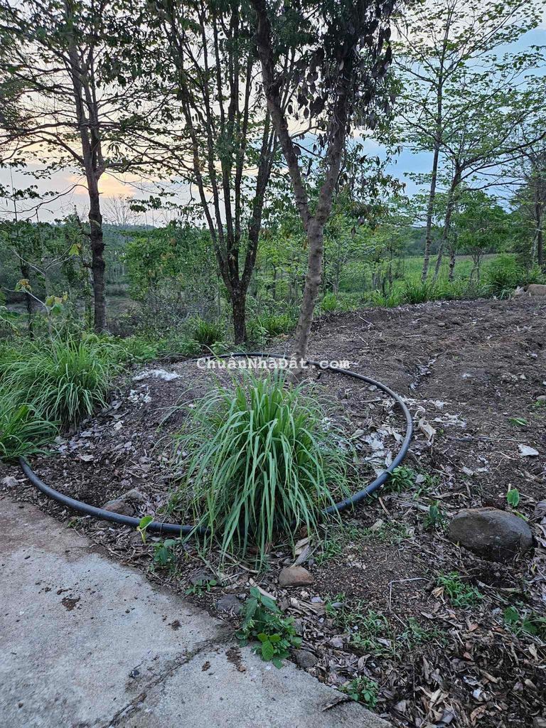 3,7 sào ôm 117m mặt đường bê tông thôn 5 Hoà Phú bao đẹp