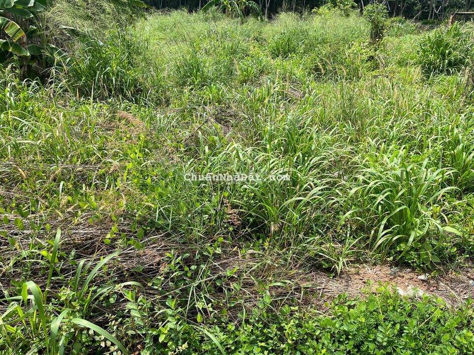 Cần bán nhanh lô 1000m2 đất vườn