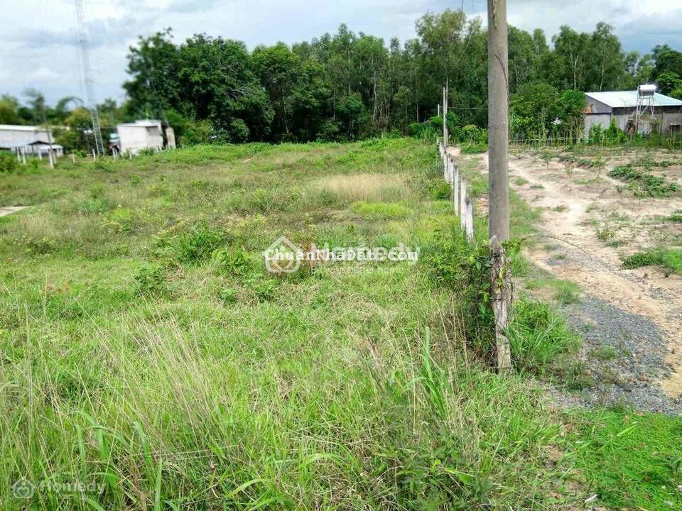 Cần bán đất thổ vườn có sẳn nhà cấp 4 đang có trồng bưởi