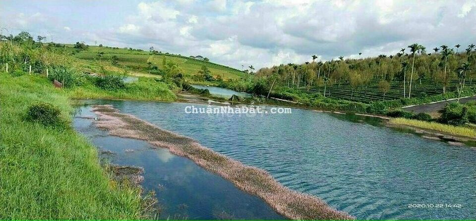 Bán đất cln giá giảm sâu có trồng sẵn chuối và suối rộng trên đất