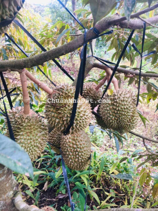 Chính chủ cần bán gấp vườn view cực đẹp 1h7 tại Tân Lạc. TP Bảo Lộc. Lâm Đồng