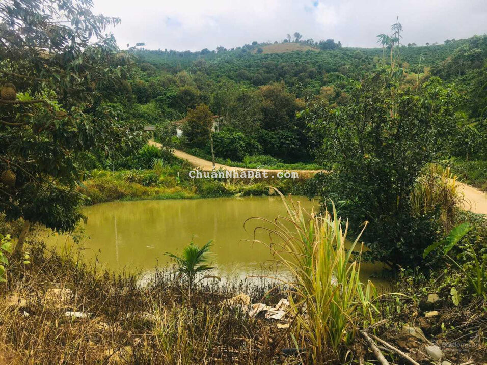 Chính chủ cần bán gấp vườn view cực đẹp 1h7 tại Tân Lạc. TP Bảo Lộc. Lâm Đồng