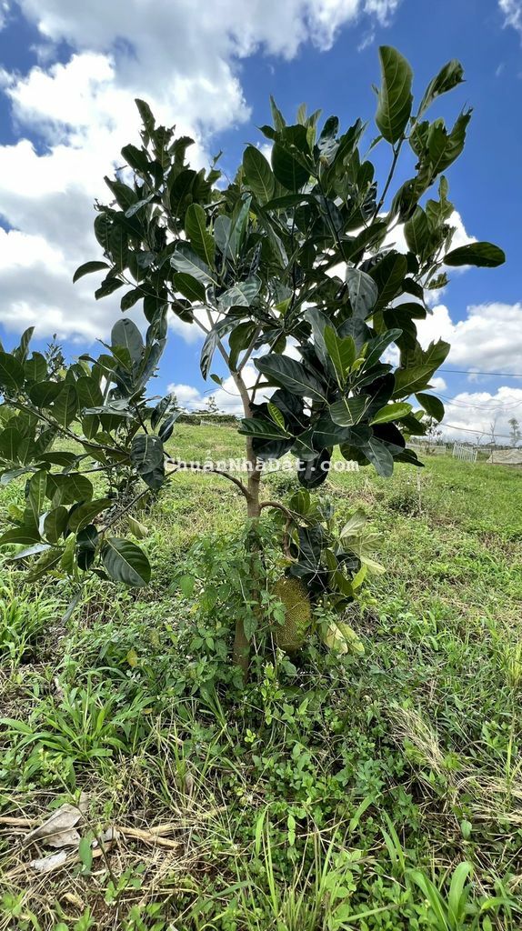 Khu dân cư Lộc Ngãi, Bảo Lâm, Bảo Lộc. Mặt tiền 26m, sẵn thổ . Khu dân cư Lộc Ngãi, Bảo Lâm, Bảo Lộc. Mặt tiền 26m, sẵn thổ .