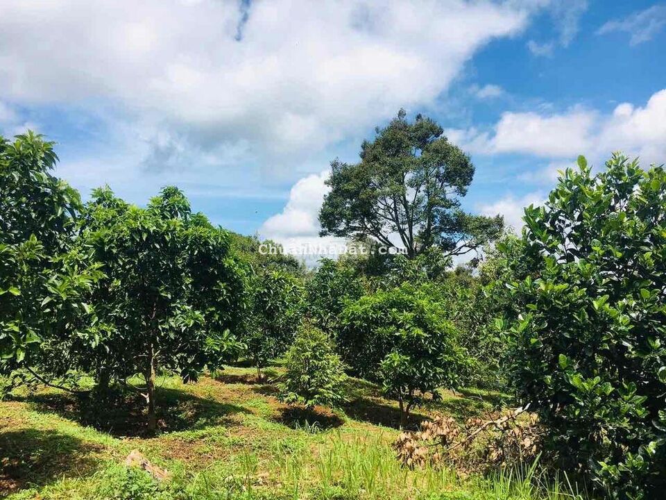 Nhà vườn ngay trung tâm view suối đủ các loại trái cây đang thu hoạch