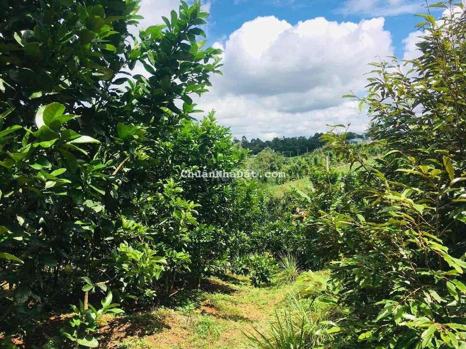 Nhà vườn ngay trung tâm view suối đủ các loại trái cây đang thu hoạch