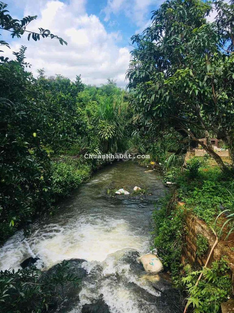 Nhà vườn ngay trung tâm view suối đủ các loại trái cây đang thu hoạch