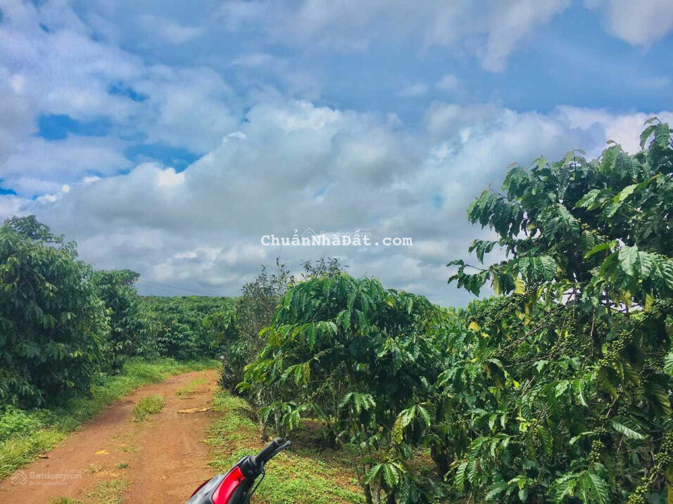 Cần Bán Gấp Vườn 2 sào 7 Gần Trung Tâm Tp Bảo Lộc.Lâm Đồng Cần Bán Gấp Vườn 2 sào 7 Gần Trung Tâm Tp Bảo Lộc.Lâm Đồng