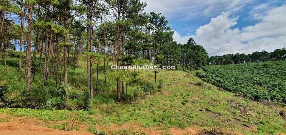 Bán hơn 2 xào đấy có 150m thổ cư gần DT725 Lộc Ngãi Huyện Bảo Lâm Bán hơn 2 xào đấy có 150m thổ cư gần DT725 Lộc Ngãi Huyện Bảo Lâm