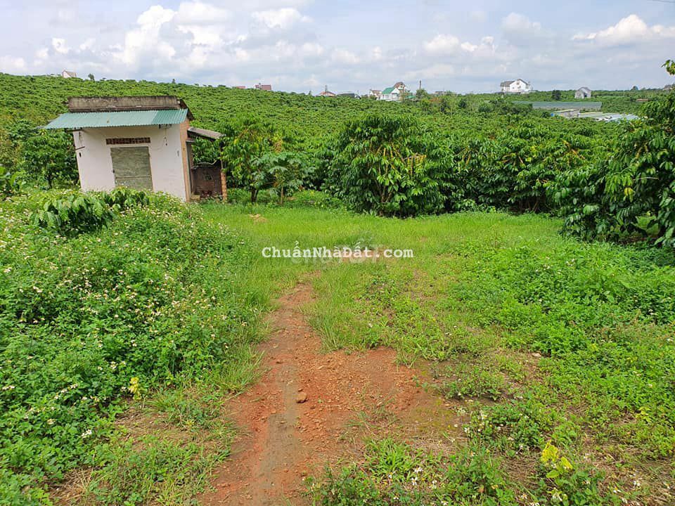 Chính chủ bán 6 sào - 6001 m2 - Chỉ 1 tỷ 5 phù hợp đầu tư làm vườn Chính chủ bán 6 sào - 6001 m2 - Chỉ 1 tỷ 5 phù hợp đầu tư làm vườn