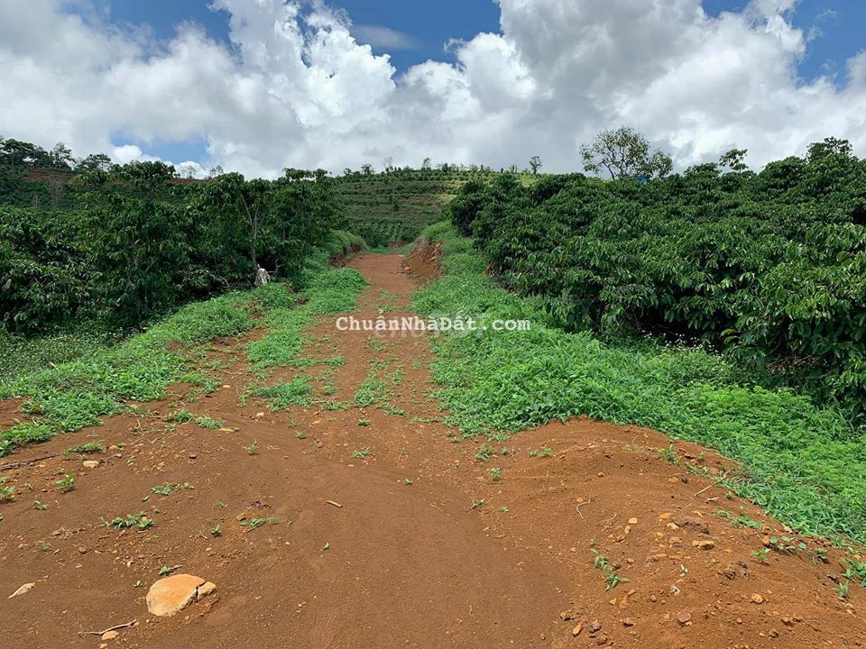 Chính chủ bán 6 sào - 6001 m2 - Chỉ 1 tỷ 5 phù hợp đầu tư làm vườn Chính chủ bán 6 sào - 6001 m2 - Chỉ 1 tỷ 5 phù hợp đầu tư làm vườn