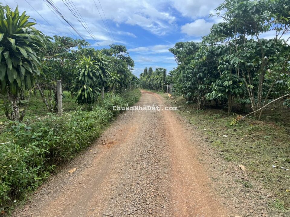 Bán đất 2 mặt tiền diện tích lớn giá đầu tư,Lộc Tân ,Bảo Lâm ,Bảo Lộc. Bán đất 2 mặt tiền diện tích lớn giá đầu tư,Lộc Tân ,Bảo Lâm ,Bảo Lộc.