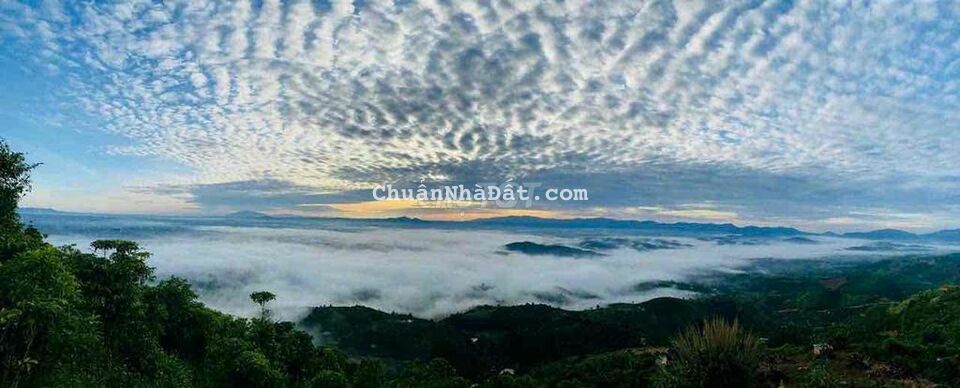 chủ ngộp bán nhanh 1000m2 ngay trung tâm , view rừng thông.