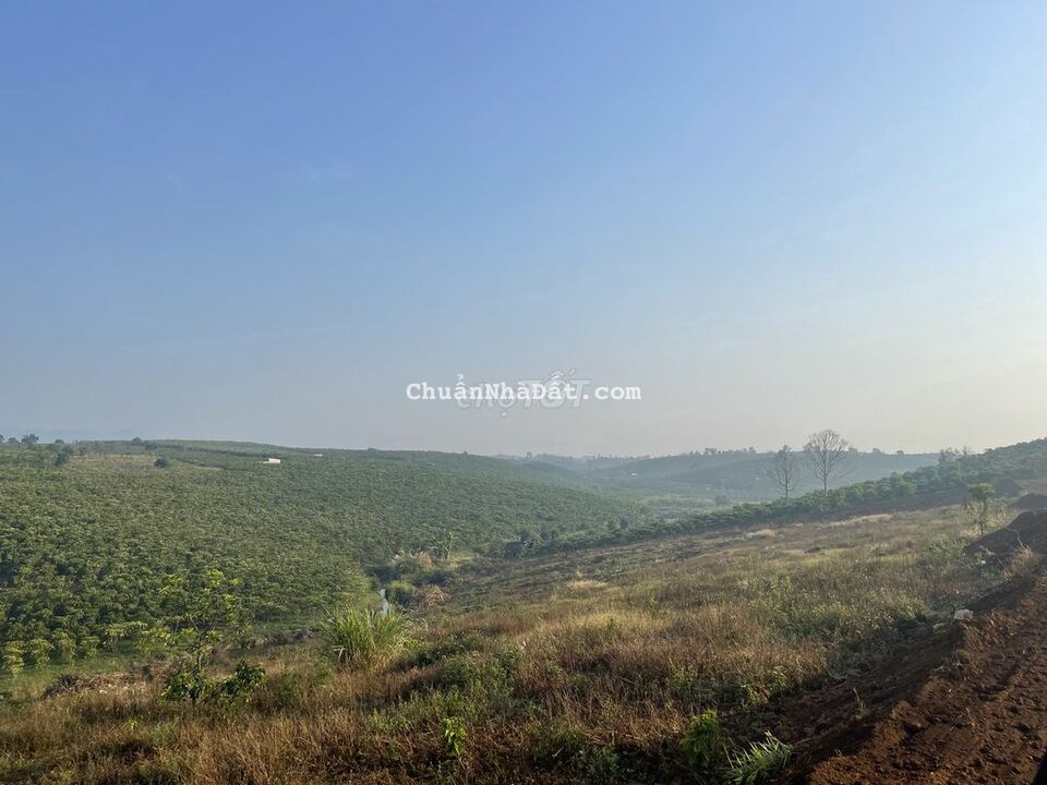 Bán nhanh 1000m2  Mặt tiền đường lớn.View Suối lớn rừng thông bao phủ