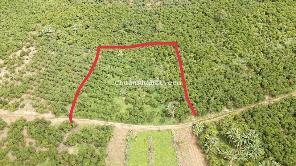 1843 m2 đất Bảo Lộc, không phải B. Lâm, vì gấp bán 1 tỷ 150 có bớt 1843 m2 đất Bảo Lộc, không phải B. Lâm, vì gấp bán 1 tỷ 150 có bớt