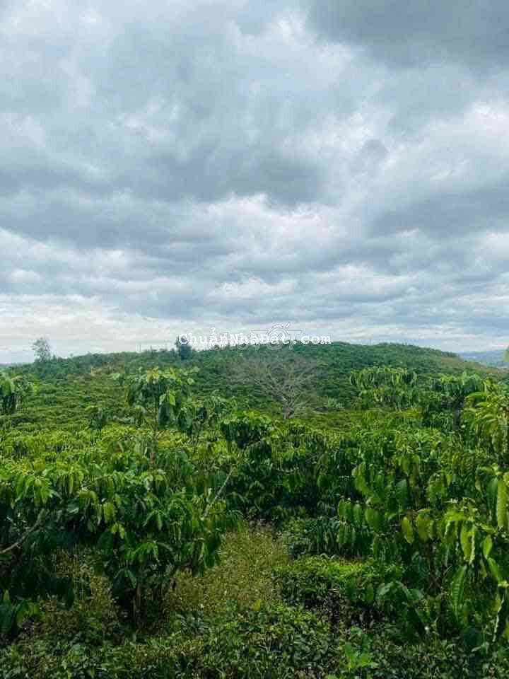 Bán Lô đất 2,5 xào xã Lộc Châu TP Bảo Lộc Bán Lô đất 2,5 xào xã Lộc Châu TP Bảo Lộc