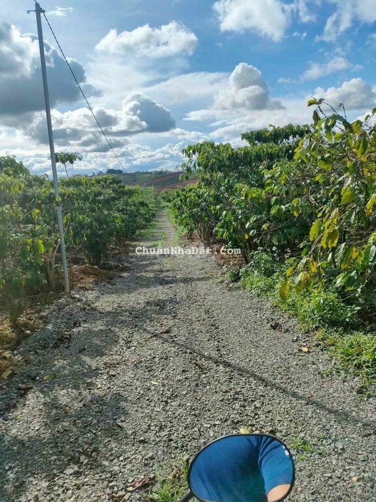 Bán lỗ hẻm 447 Lý Thường Kiệt - P. Lộc Phát - Tp. Bảo Lộc - Lâm Đồng