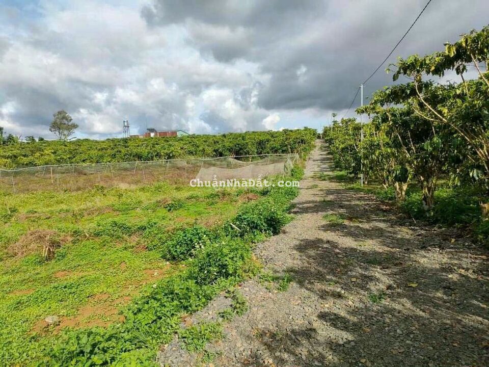 Bán lỗ hẻm 447 Lý Thường Kiệt - P. Lộc Phát - Tp. Bảo Lộc - Lâm Đồng