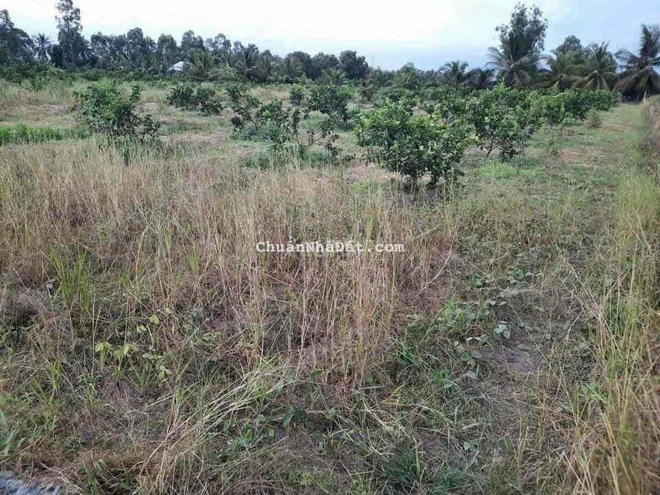 Đất vườn đường hiển thị sổ. 1000mv cách 816 khoảng 1km Đất vườn đường hiển thị sổ. 1000mv cách 816 khoảng 1km