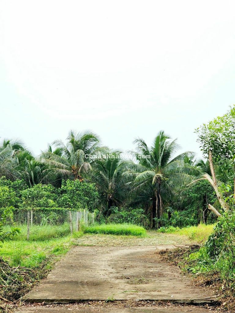 NỀN 6X28M CÓ 100M THỔ P.PHÚ TÂN CÁCH VÀNH ĐAI 200M NỀN 6X28M CÓ 100M THỔ P.PHÚ TÂN CÁCH VÀNH ĐAI 200M