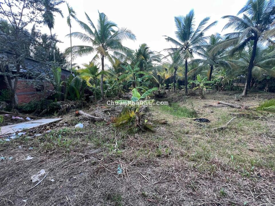 Bán 1700m² đất vườn dừa Nhơn Thạnh, TP Bến Tre