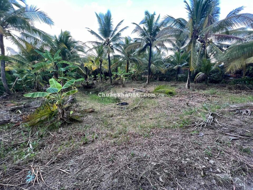 Bán 1700m² đất vườn dừa Nhơn Thạnh, TP Bến Tre