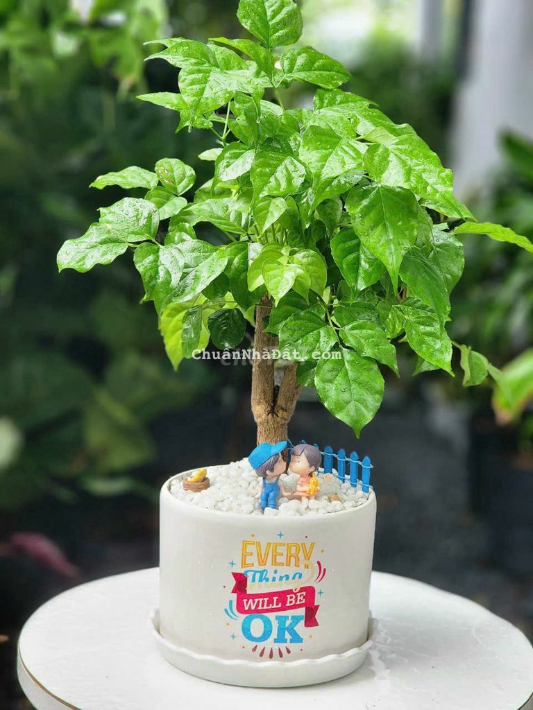 NỀN 7.5 x 34m CÓ THỔ CƯ PHÚ TÂN CÁCH NHỰA 100M OTO